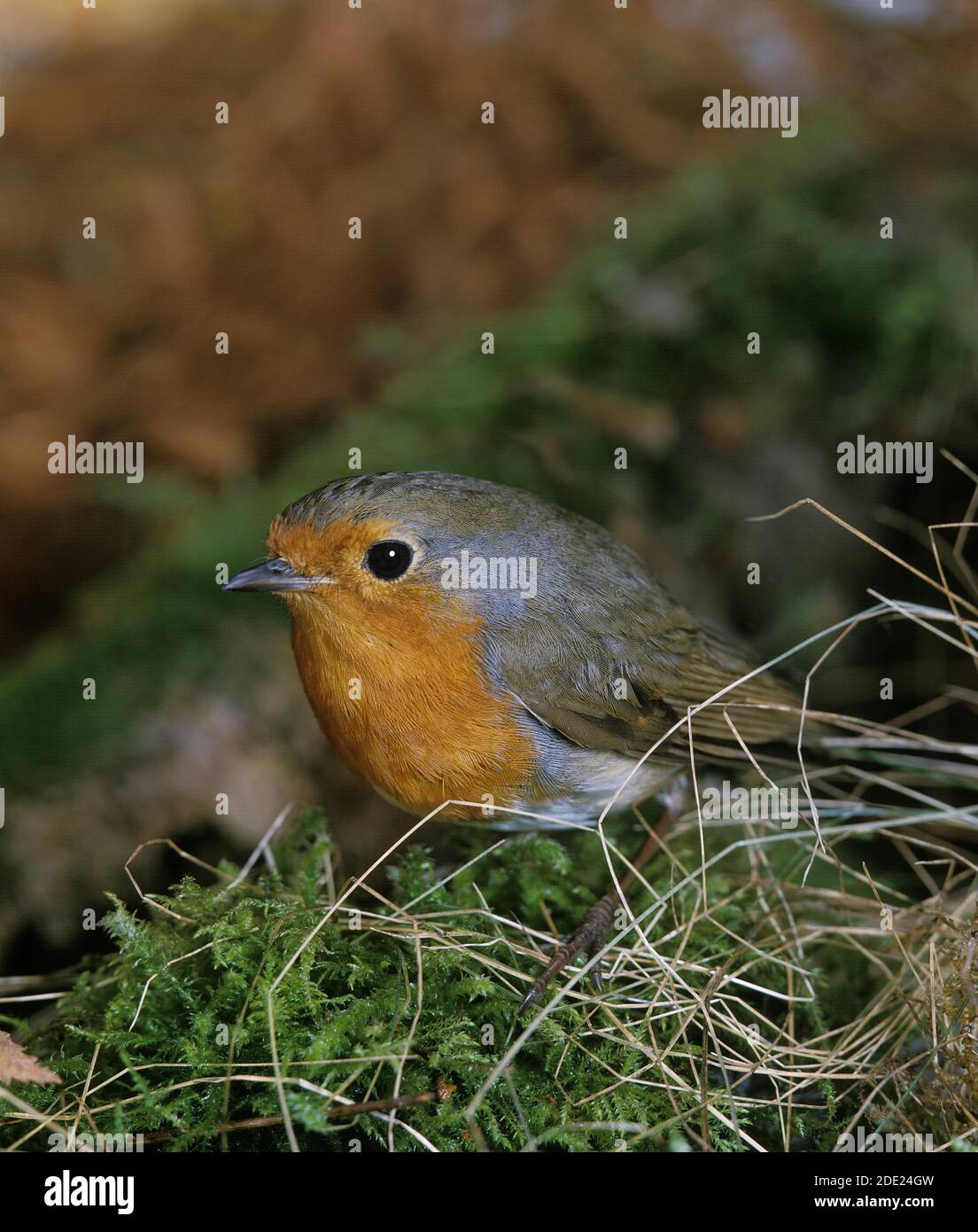 European Robin, erithacus rubbecula, Adulto in piedi su Moss Foto Stock