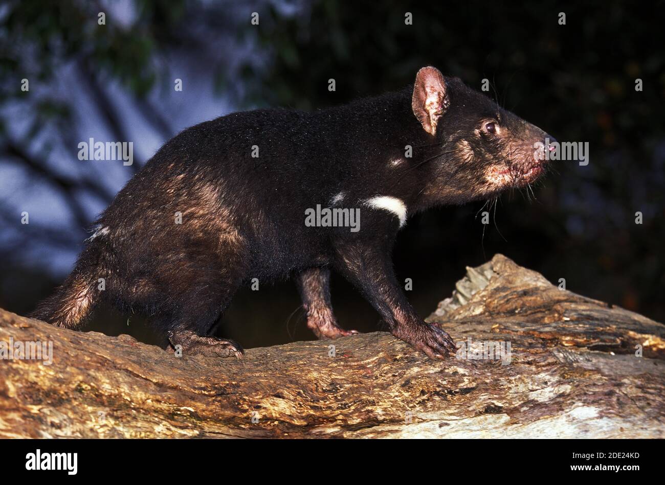 Diavolo della Tasmania, sarcophilus harrisi, Adulti in piedi su Branch, Australia Foto Stock