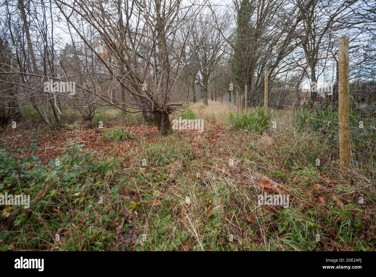 Wall Wood, Hatfield Forest, Essex, sezione di legno recentemente assottigliato e recintato, alberi pollardati Foto Stock