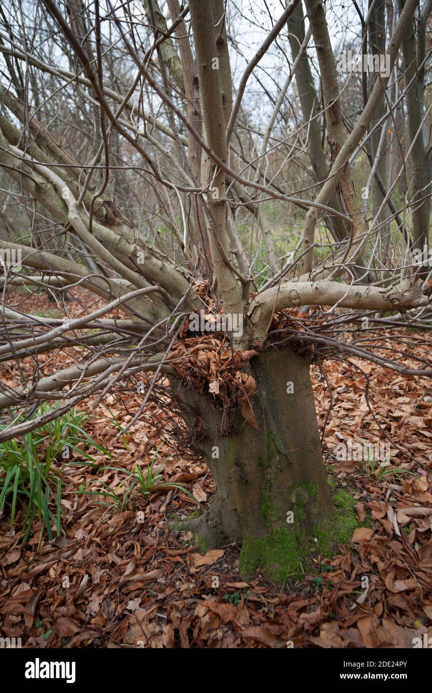 Ceppi pollardati in Wall Wood, Hatfield Forest Foto Stock