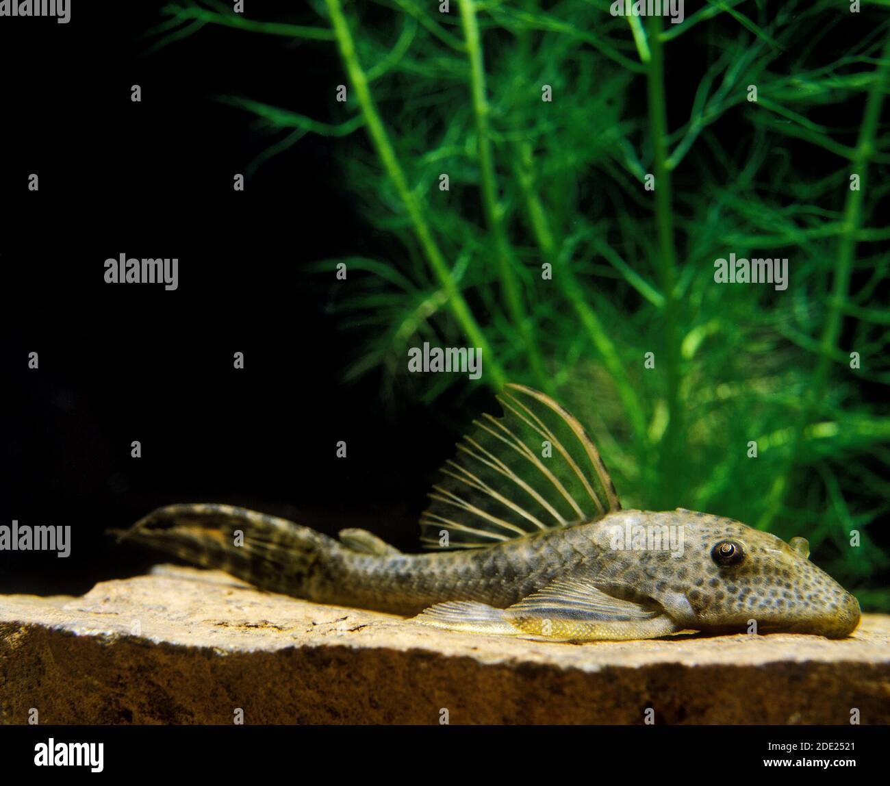 Pleco comune, hypostomus punctatus, pesci d'acquario Foto Stock