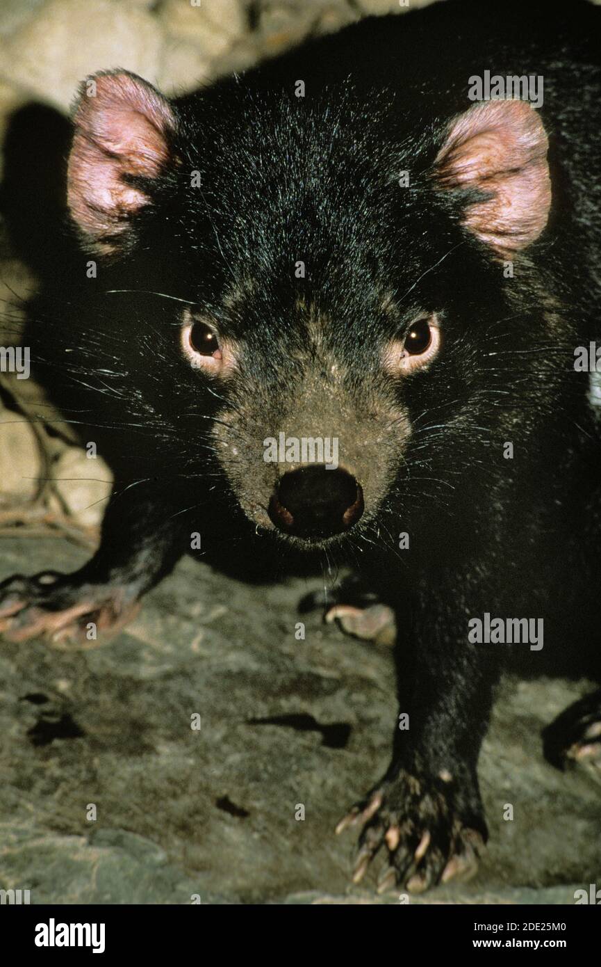 Diavolo della Tasmania, sarcophilus harrisi, Ritratto di Adulto, Australia Foto Stock