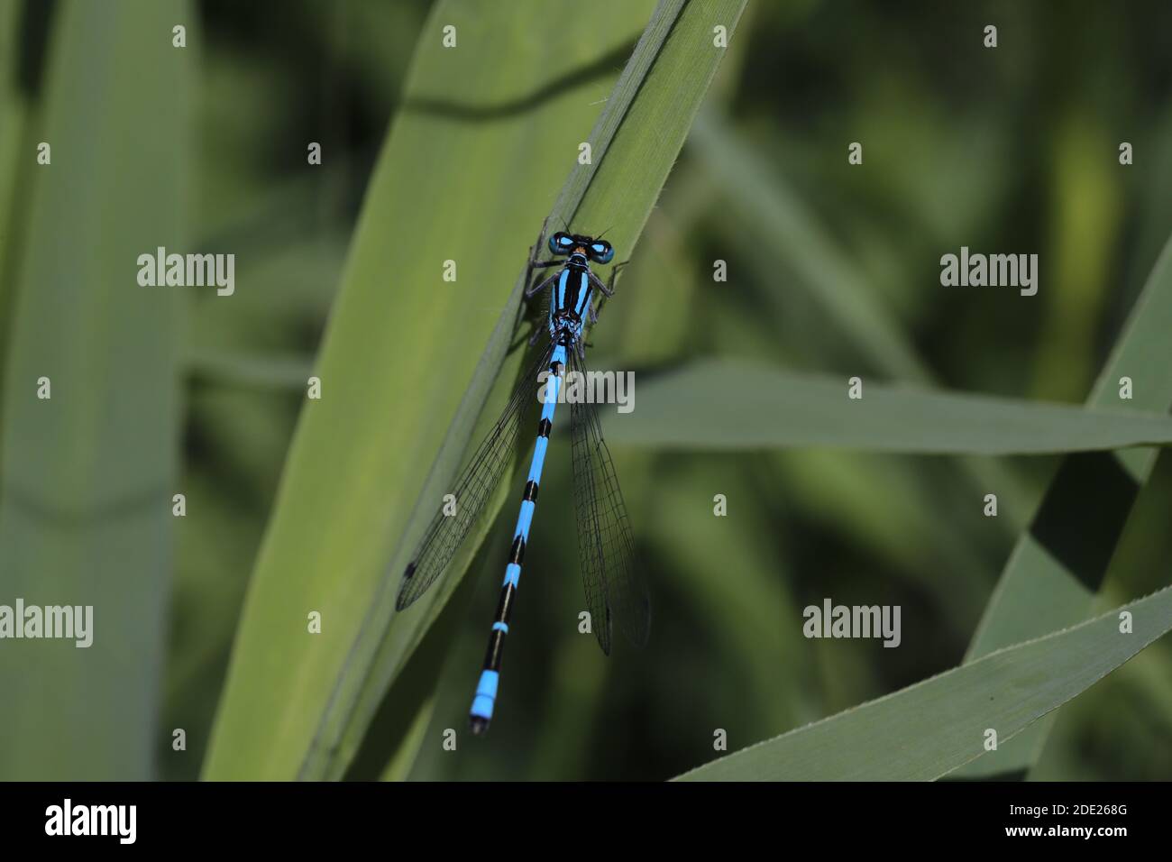 Comune damselfly blu Foto Stock