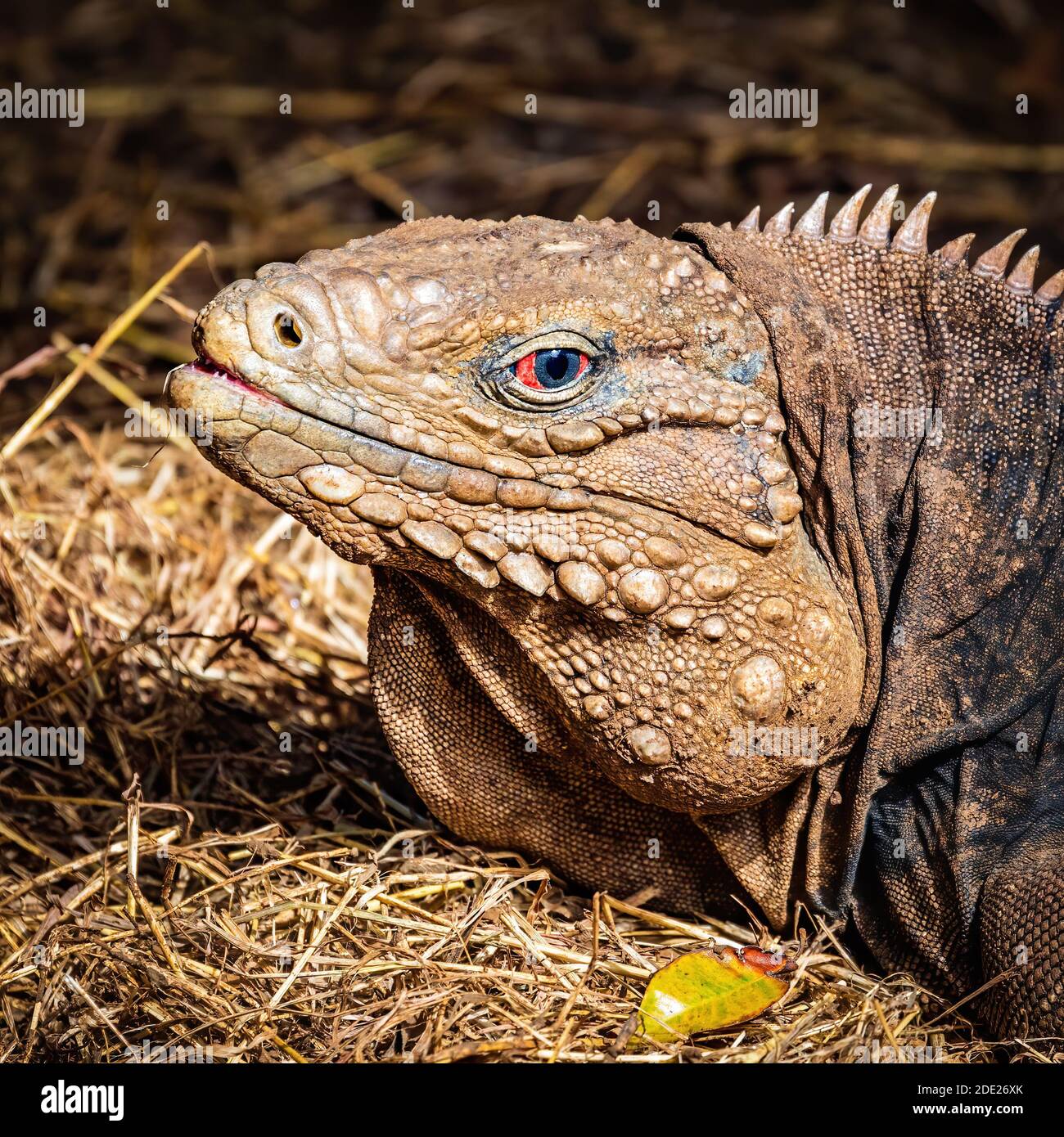 Barbados iguana primo piano Foto Stock