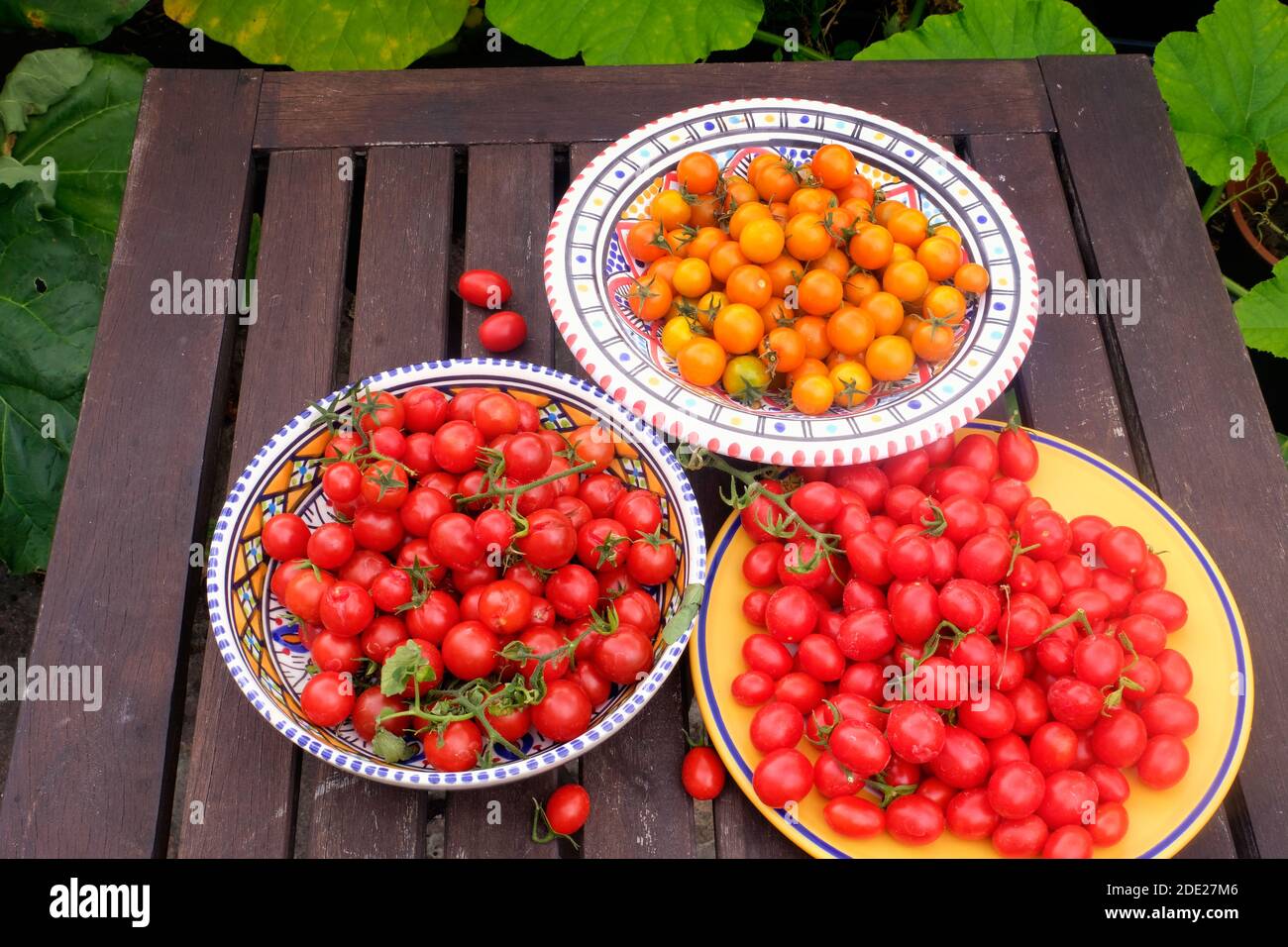 Raccolta di pomodori coltivati in casa Foto Stock