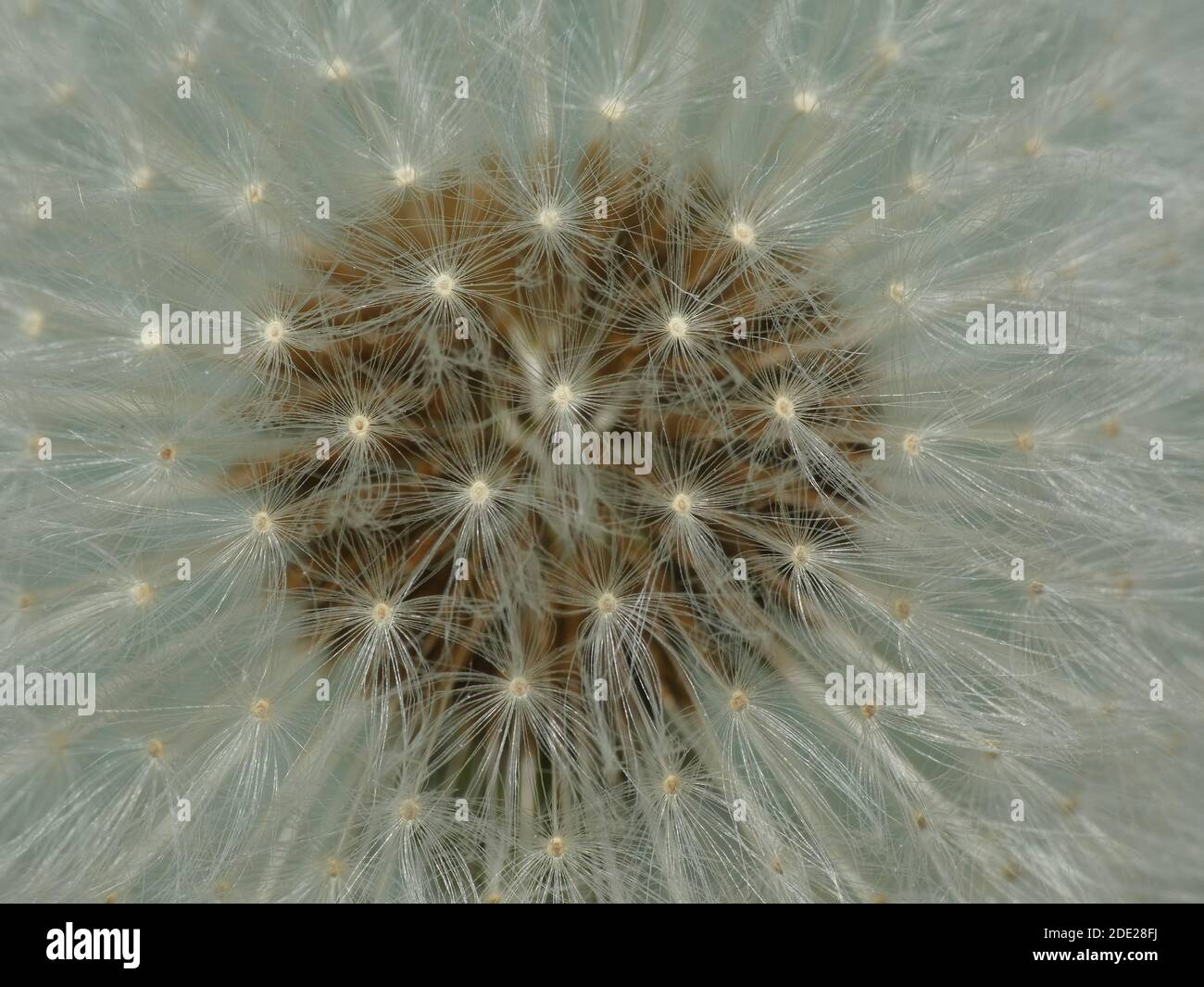 Un macro shot di un bel dente di leone Foto Stock