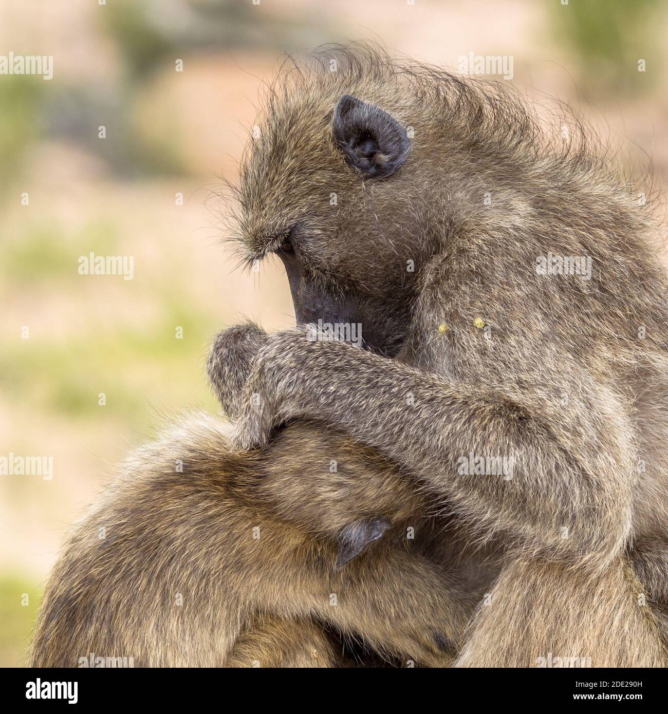 Baboon Chacma (Papio ursinus) Adulto madre animale che cura giovane nel parco nazionale di Kruger sud Africa Foto Stock
