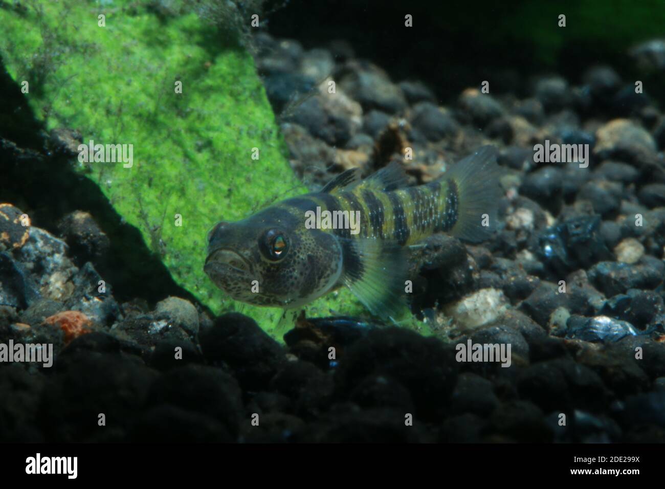 Bumblebee Goby, Brachygobius xanthomelas, Brachygobius sp. Ocelot, Foto Stock