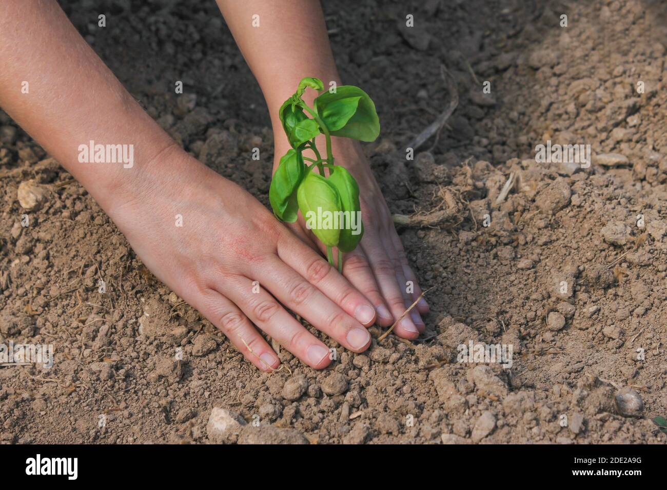 Donna mani che piantano pianta di basilico in verdure Garden.People che lavora in Agricoltura e concetto crescente di Farming.Nature Foto Stock