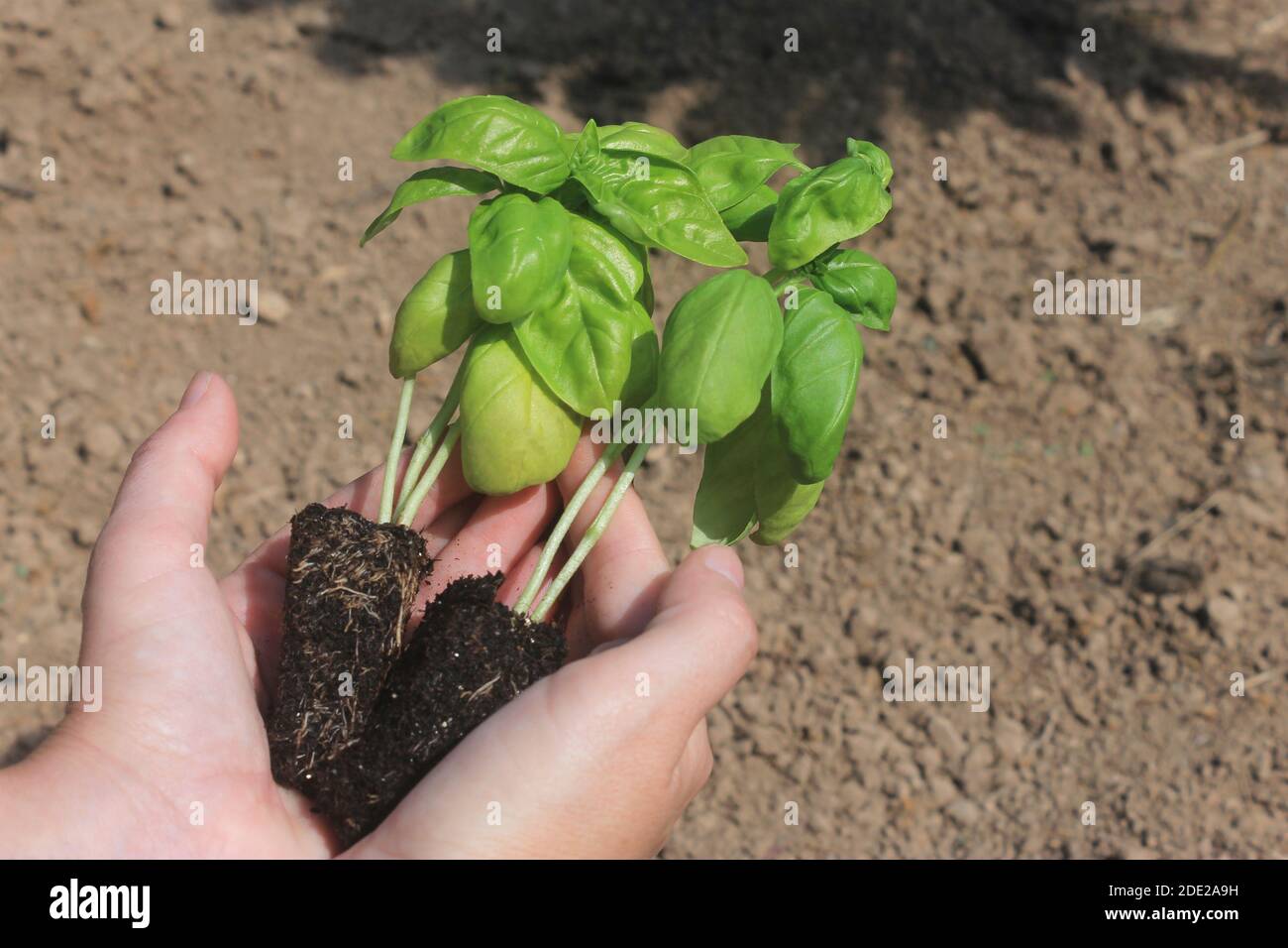 Mani di donna che tengono il basilico seedling in verdure Garden.Agriculture e background di agricoltura. Concetto di ecologia e protezione dell'ambiente terrestre Foto Stock