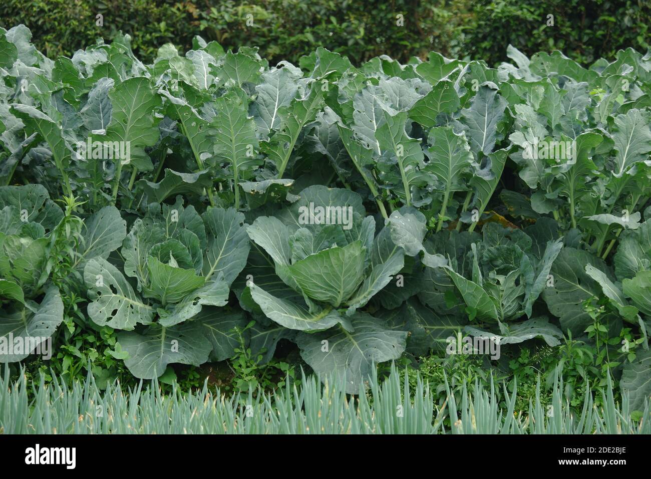 Vegetali all'aperto nel campo Cabbage (Brassica oleracea o B. oleracea membro del genere Brassica e della famiglia delle senape Brassicaceae Foto Stock