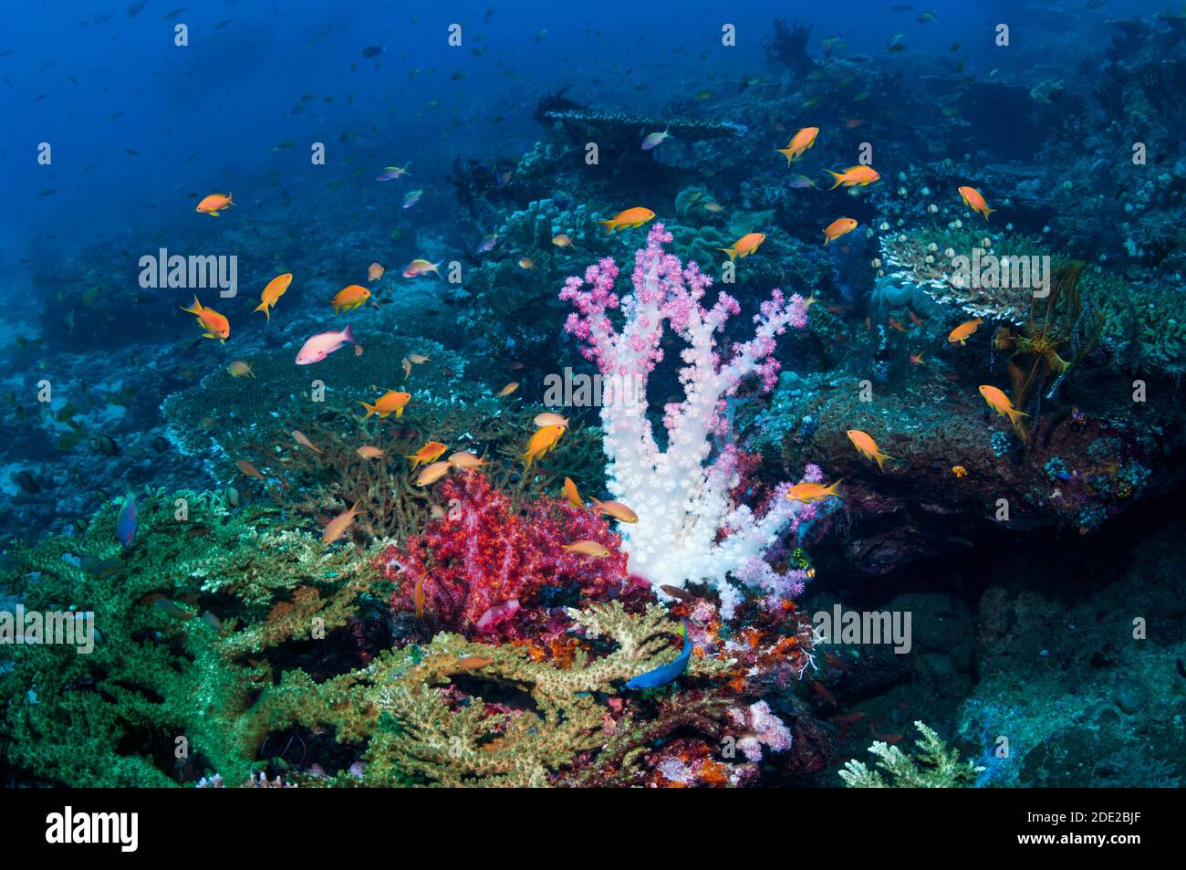 Paesaggio corallino con corallo morbido e Lyretail anthias [Pseudanthias squamipinnis]. Triton Bay, Papau occidentale, Indonesia. Foto Stock