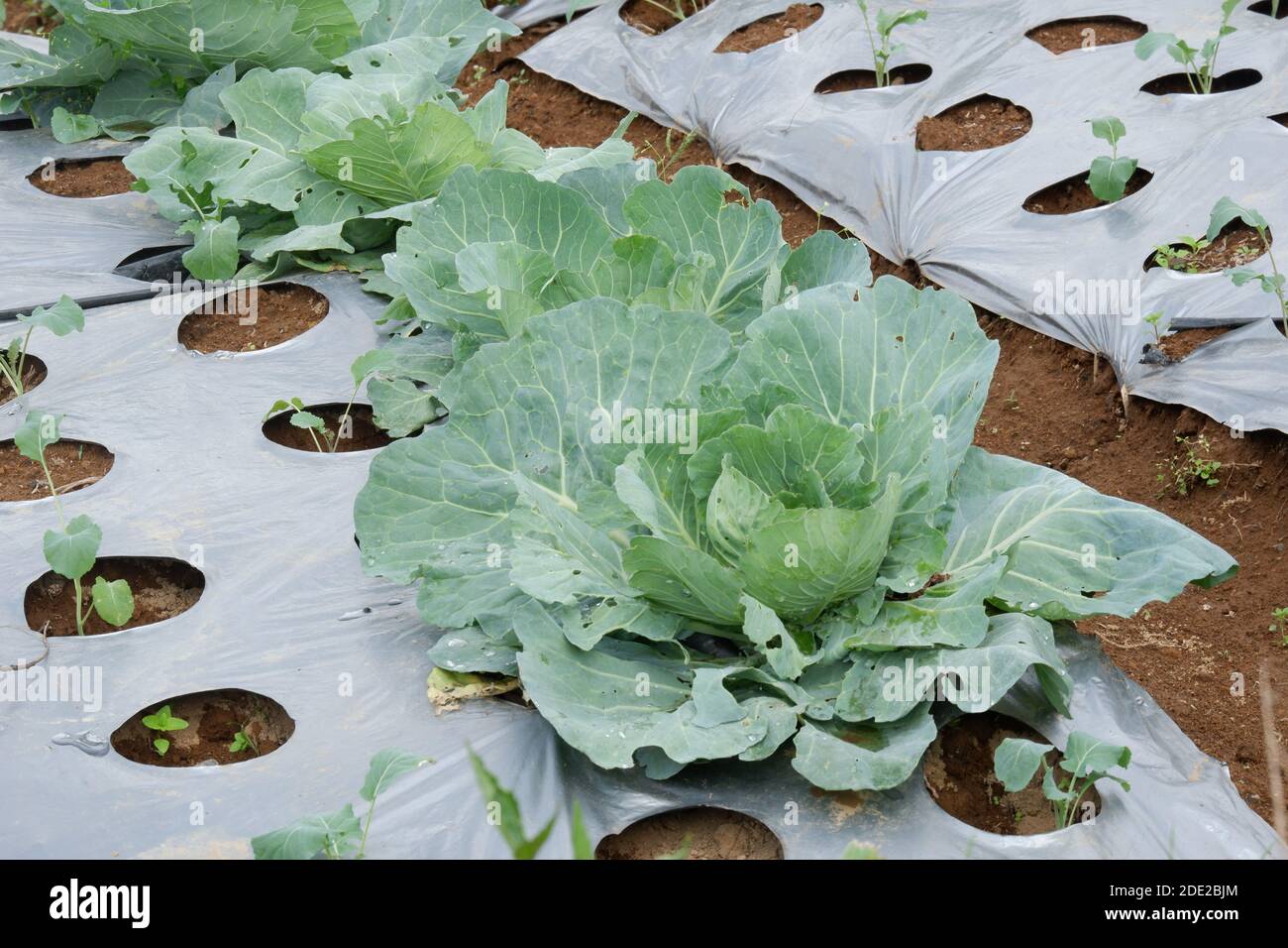 Vegetali all'aperto nel campo Cabbage (Brassica oleracea o B. oleracea membro del genere Brassica e della famiglia delle senape Brassicaceae Foto Stock