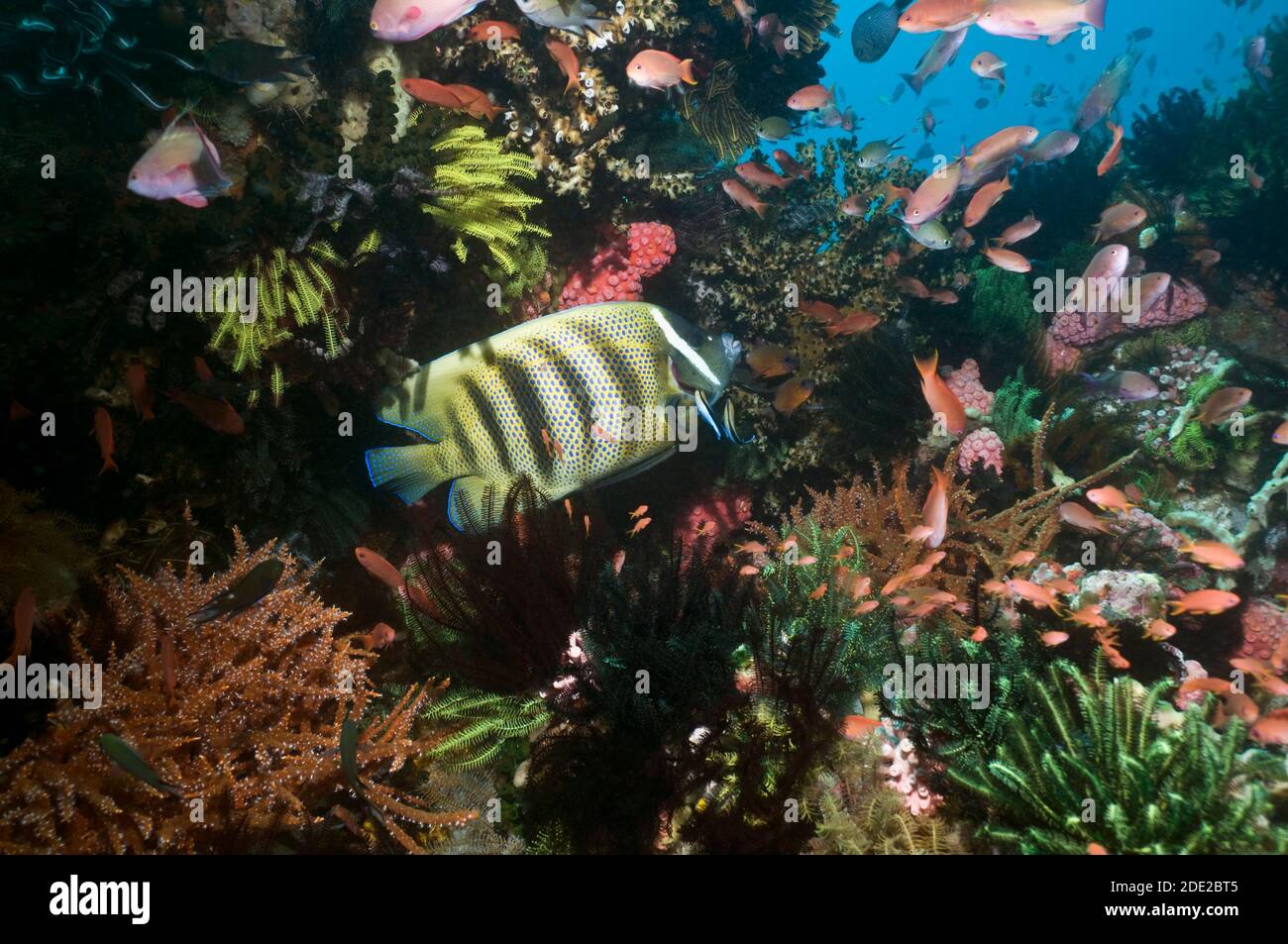 Un'intensa barriera corallina con un pesce angelo a sei bande (Pomacanthus sexstriatus) pulito da due strass Bluestreak (Labroides dimidiatus), Foto Stock