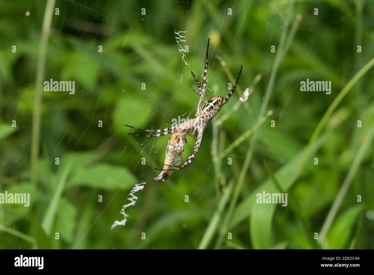 Primo piano di un ragno Foto Stock