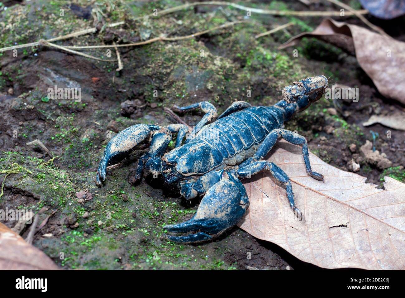 Scorpione velenoso, ghiandola venosa sulla sua coda, 2 grandi artigli su entrambi i lati. Foto Stock
