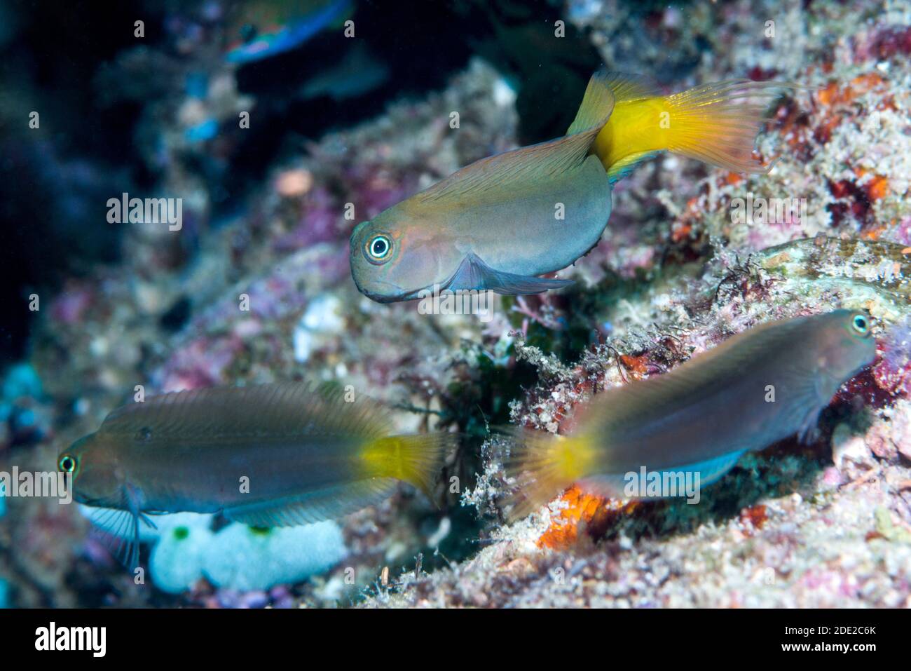 Bicolor bavose [Ecsenius bicolor]. Papua occidentale, in Indonesia. Indo-West pacifico. Foto Stock