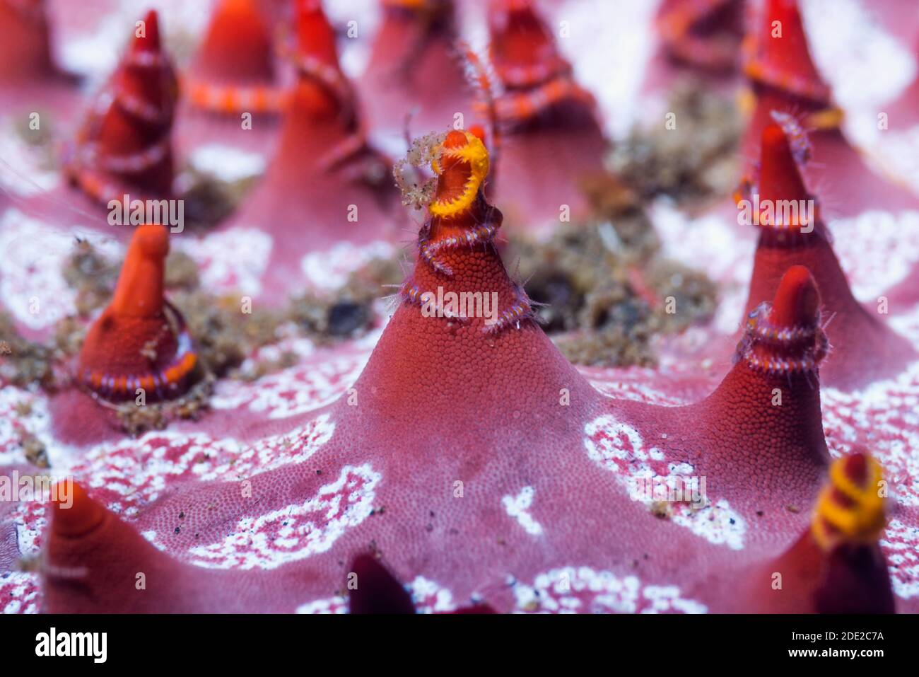 Sei fragile braccio Star [Ophipthela danae] avvolti intorno alle spine su un favo di miele stella di mare [Pentaceraster alveolatus]. Lembeh strait, Nord Sulawesi, ho Foto Stock