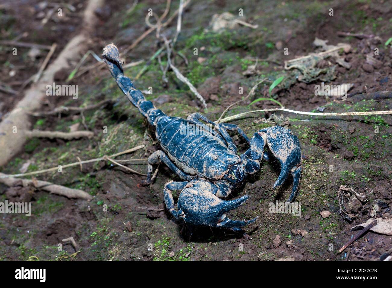 Scorpione velenoso, ghiandola venosa sulla sua coda, 2 grandi artigli su entrambi i lati. Foto Stock