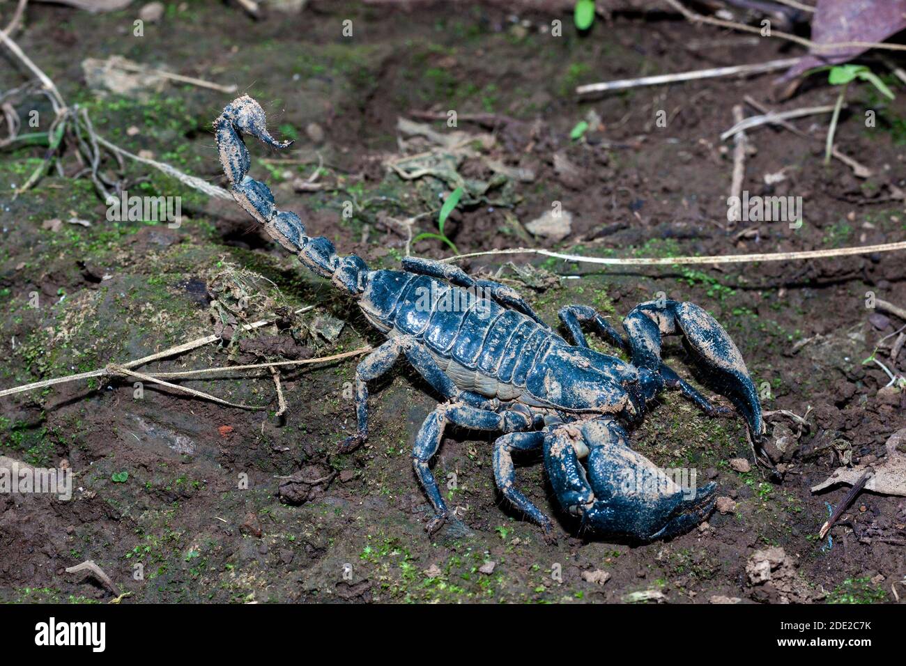 Scorpione velenoso, ghiandola venosa sulla sua coda, 2 grandi artigli su entrambi i lati. Foto Stock