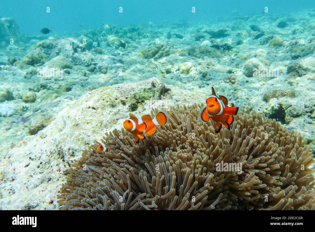 La bellezza subacquea dell'Isola di Menjangan, Parco Nazionale di Bali Ovest, Indonesia. Foto Stock