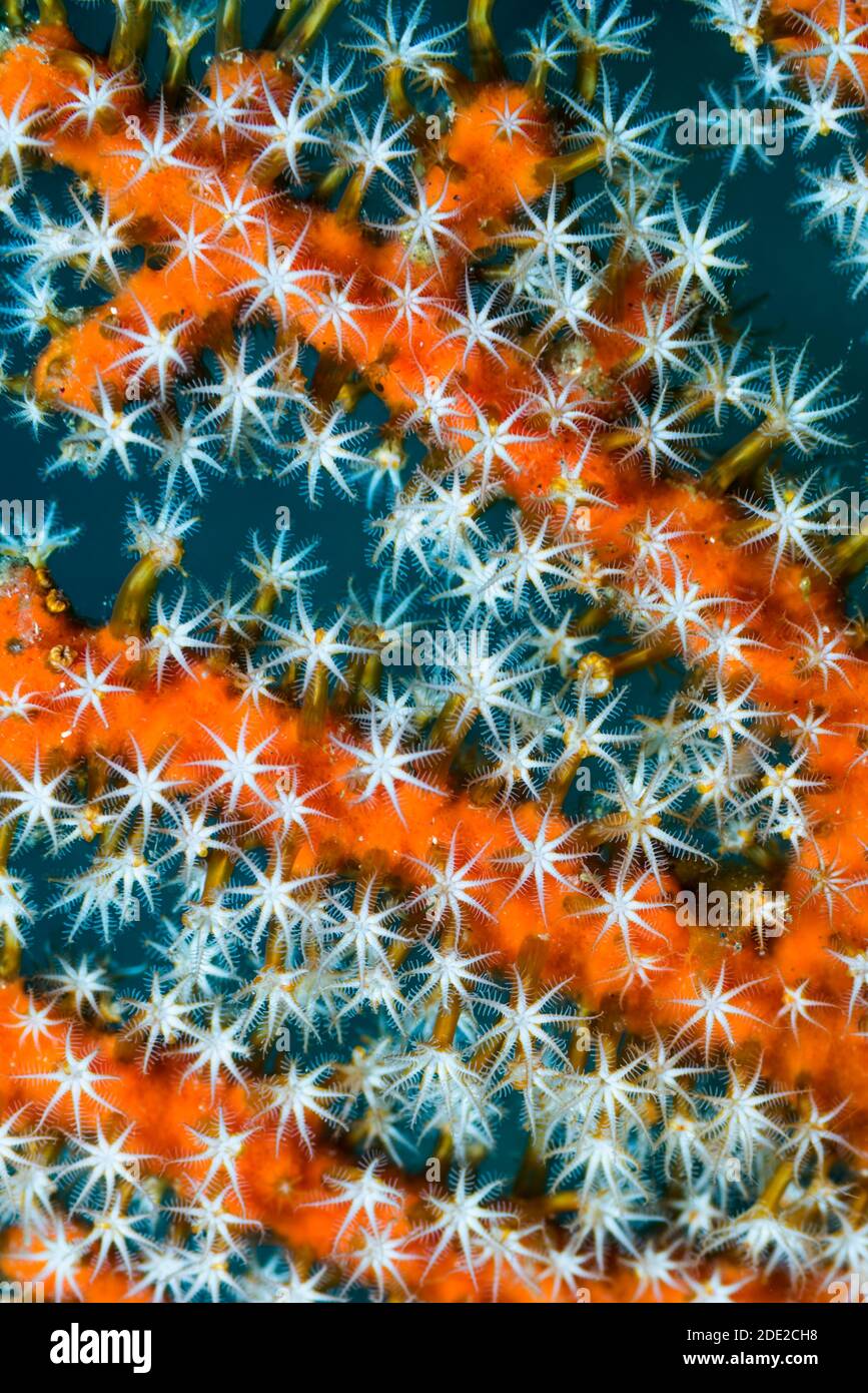 Polyps su un gorgonian. Lembeh Strait, Sulawesi del Nord, Indonesia. Foto Stock