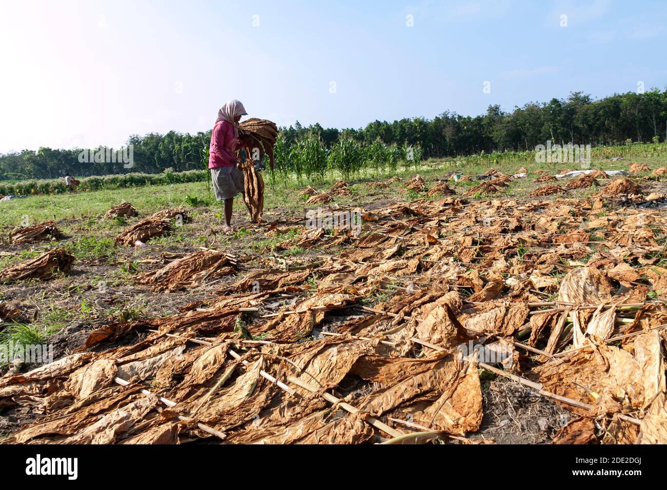 Foglie Del Tabacco Per I Sigari Fotografia Stock - Immagine Di Marrone - Foto 5