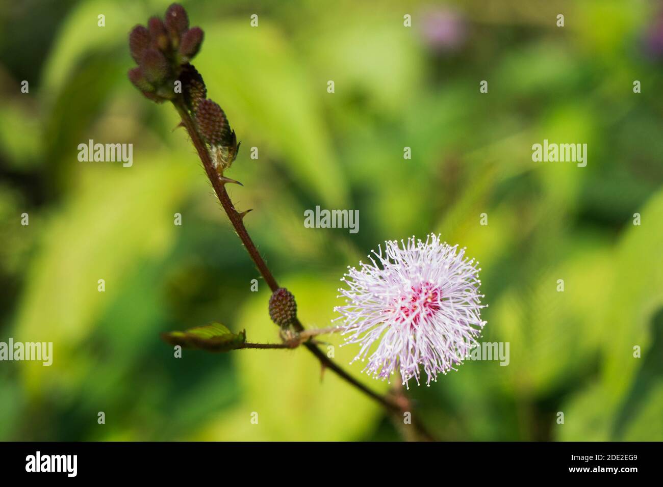 Primo piano di Mimosa pudica conosciuto anche come vergogna pianta o shameplant, sensibile, sonnolento, azione, touch-me-not, pianta zombie. Foto Stock