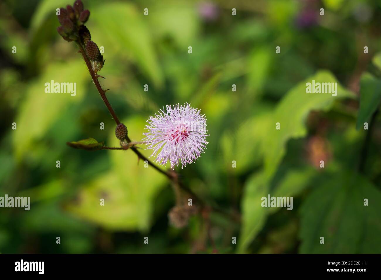 Primo piano di Mimosa pudica conosciuto anche come vergogna pianta o shameplant, sensibile, sonnolento, azione, touch-me-not, pianta zombie. Foto Stock