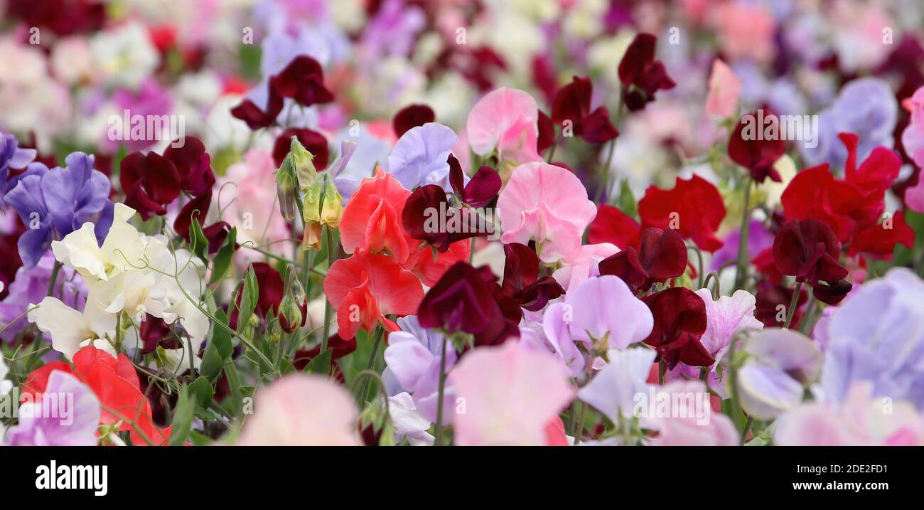 Fotografia di dettaglio di piselli dolci multicolore (Lathyras odoratus) Fiori (fiori) in un campo nel Regno Unito Foto Stock