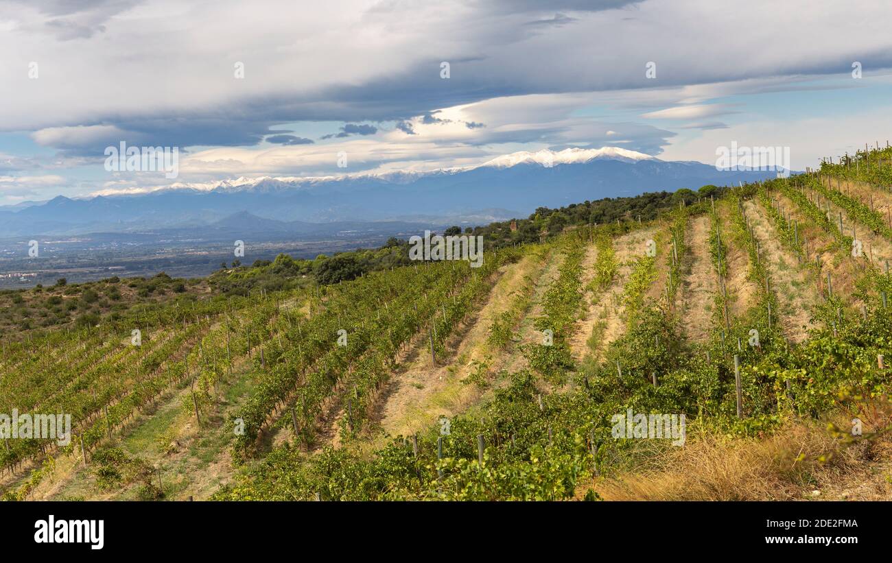 Vigneti in Alt Emporda con neve coperta Canigo montagna in Lo sfondo Foto Stock