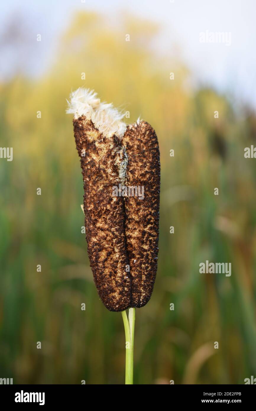 Stattail a foglia larga Typha latifolia che lascia fuori il seme soffice Foto Stock
