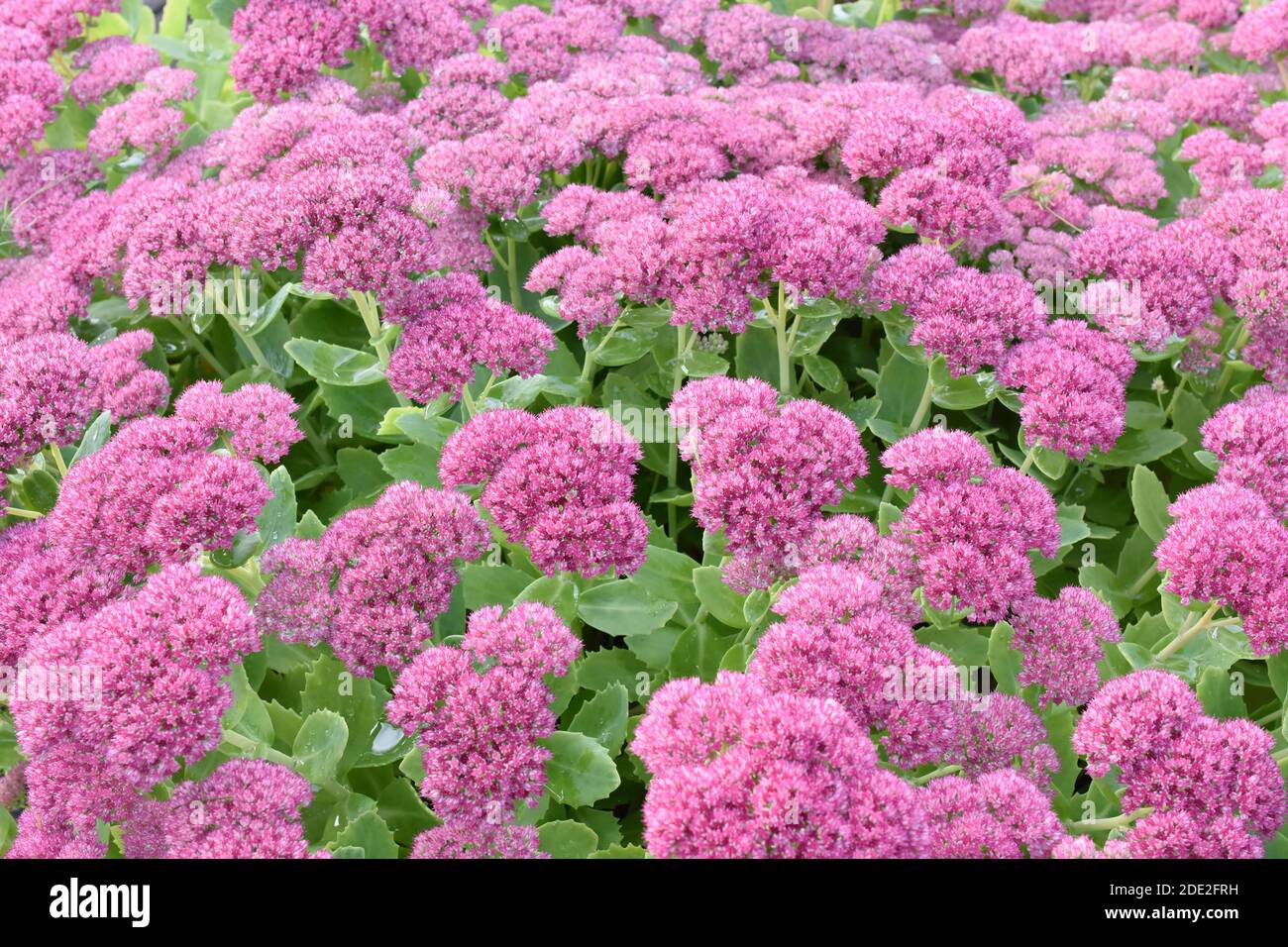 Grande gruppo di Pink Mongolian Stonecrop Sedum ewersii fioritura Foto Stock