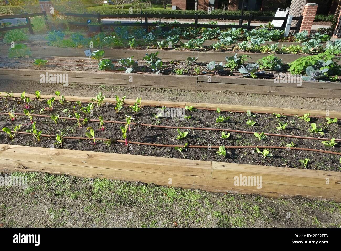 Urban Gardens plantings per cabages, kale, menta, fiori, con eccellente copertura meteorologica e cura da parte di volontari. Foto Stock