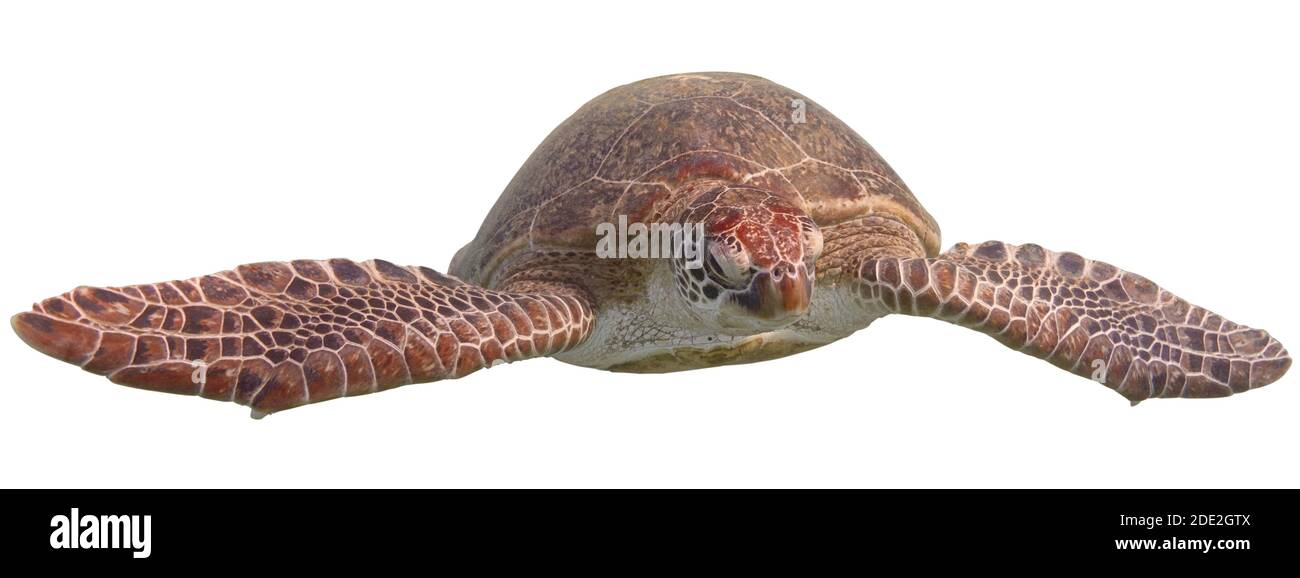 Tartaruga marina verde isolata su sfondo bianco Foto Stock