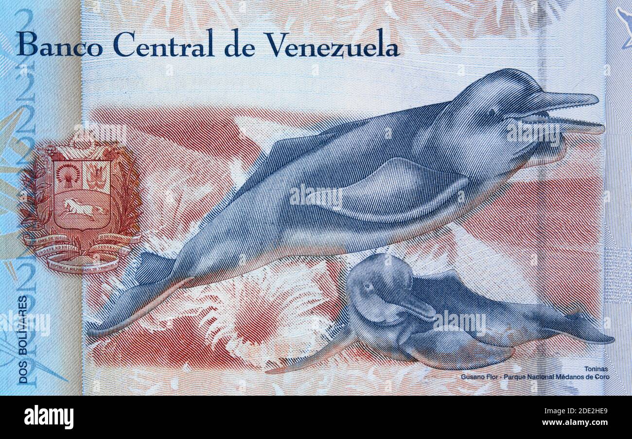 Pink Amazzonia River Dolphins on Venezuela 2 bolivares (2012) banconota, venezuelano closeup denaro. Foto Stock