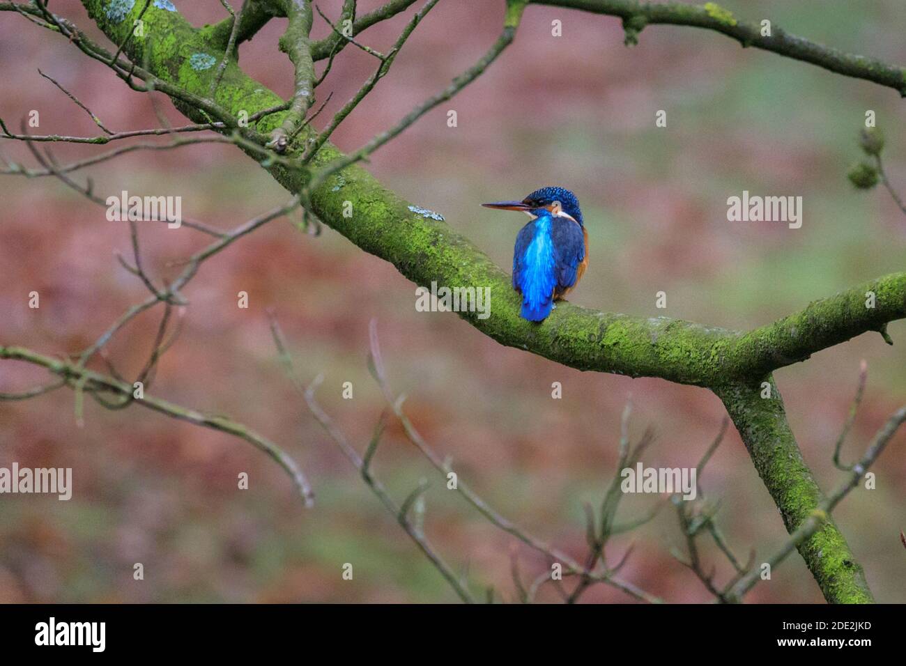 Duelmen, NRW, Germania, 28 novembre 2020. Un Martin pescatore comune o eurasiatico (Alcedo atthis) attende per pregare in uno stagno nel freddo vicino gelido. La fauna selvatica della riserva naturale di Duelmen si adatta alle temperature molto più fredde con pellicce invernali più spesse e piume. Foto Stock