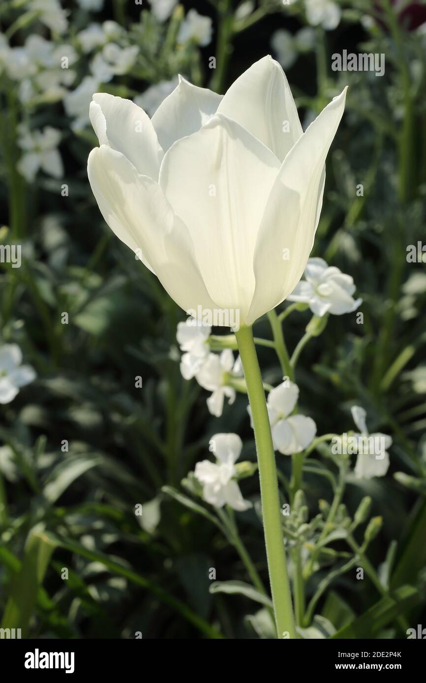 Tulipano tipo giglio-acqua 'Triumphator Bianco' Foto Stock