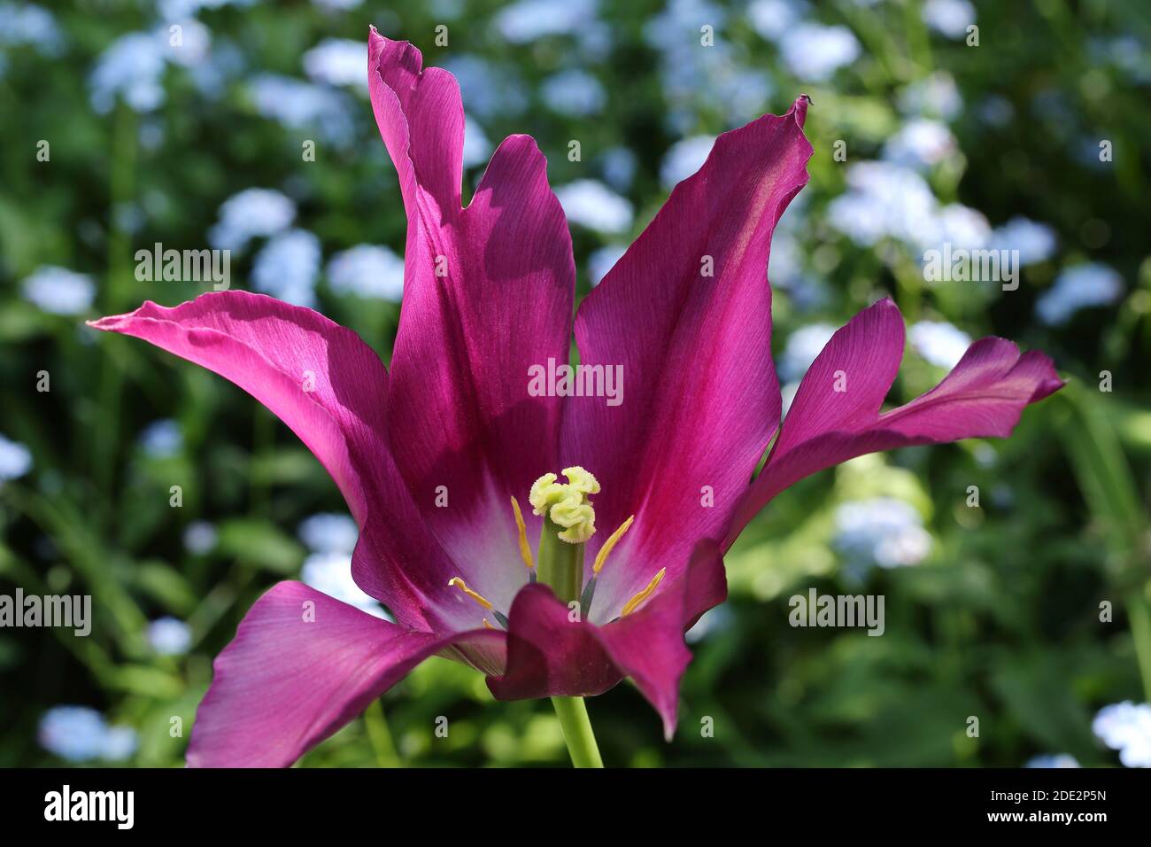 Tulipano tipo giglio d'acqua "Borgogna" Foto Stock