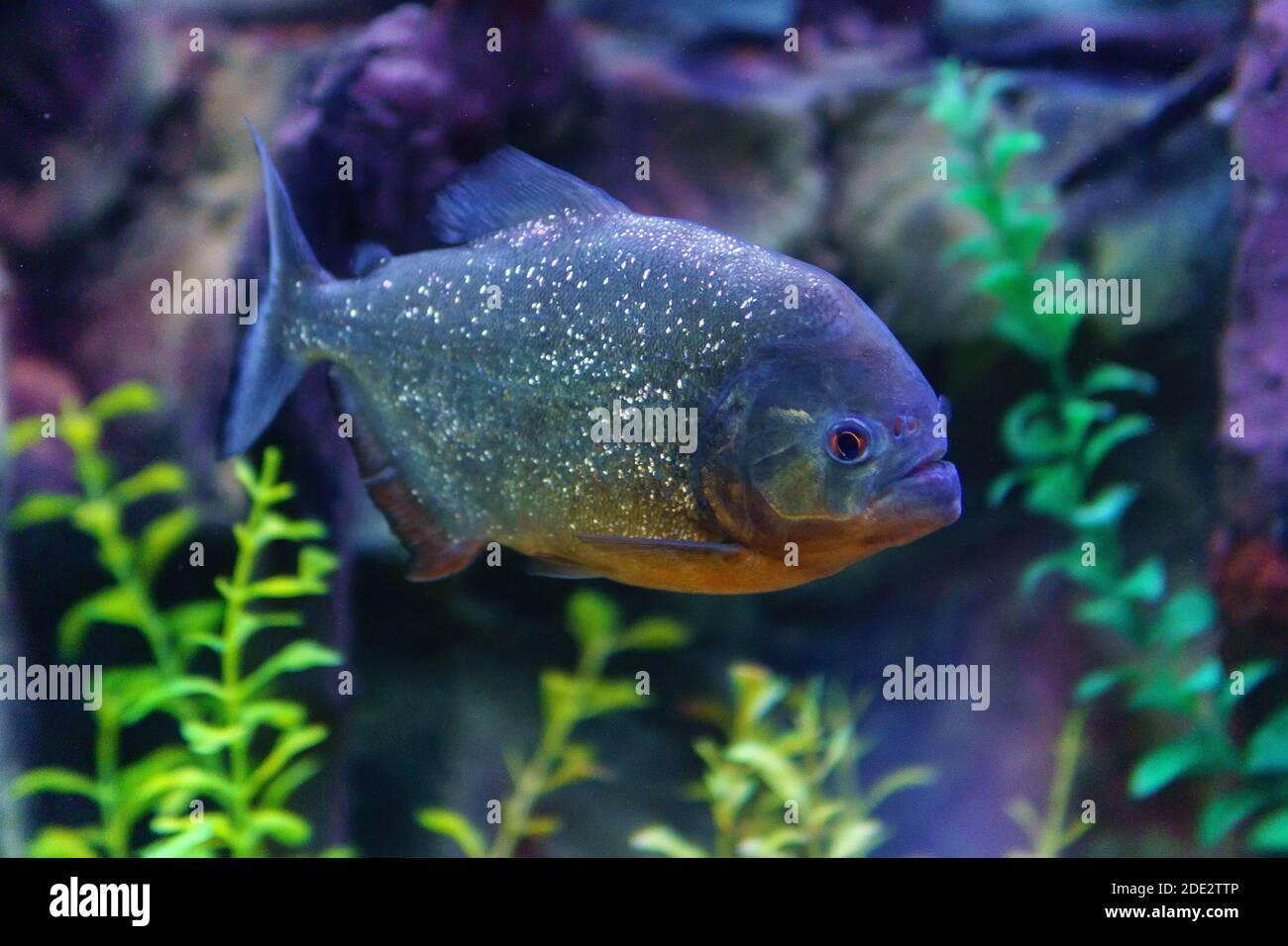 Piranha rosso in acquario d'acqua dolce. Il Pigocentrus nattereri è pesce  d'acqua dolce della famiglia Serrasalmidae, abitata in Amazzonia Foto stock  - Alamy