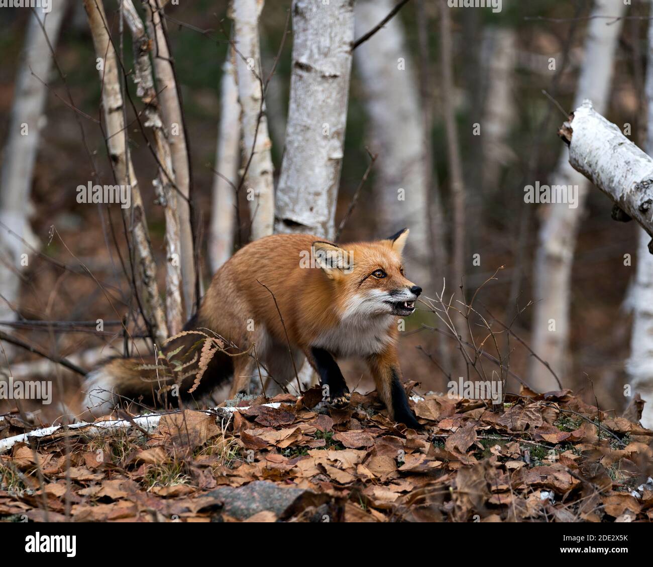 Red Fox primo piano profilo vista con bocca aperta con sfondo foresta di betulla nel suo ambiente e habitat, mostrando coda di volpe, pelliccia di volpe. FOX stoc Foto Stock