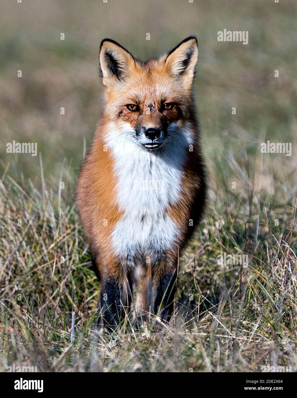 Red Fox che corre verso di voi con la luce del sole nei suoi occhi con uno sfondo sfocato nel suo ambiente e habitat, visualizzando i denti di volpe, bocca aperta, pelliccia di volpe Foto Stock