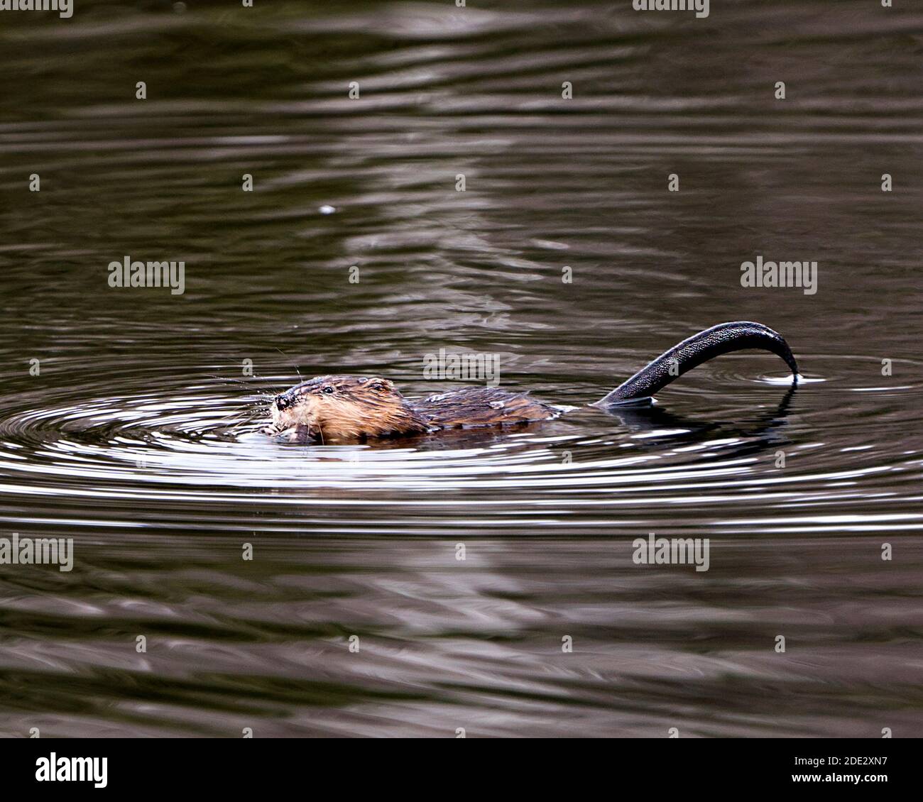 Muskrat in acqua che mostra la sua pelliccia marrone e la coda nel suo ambiente e habitat. Immagine. Immagine. Verticale. Foto Stock