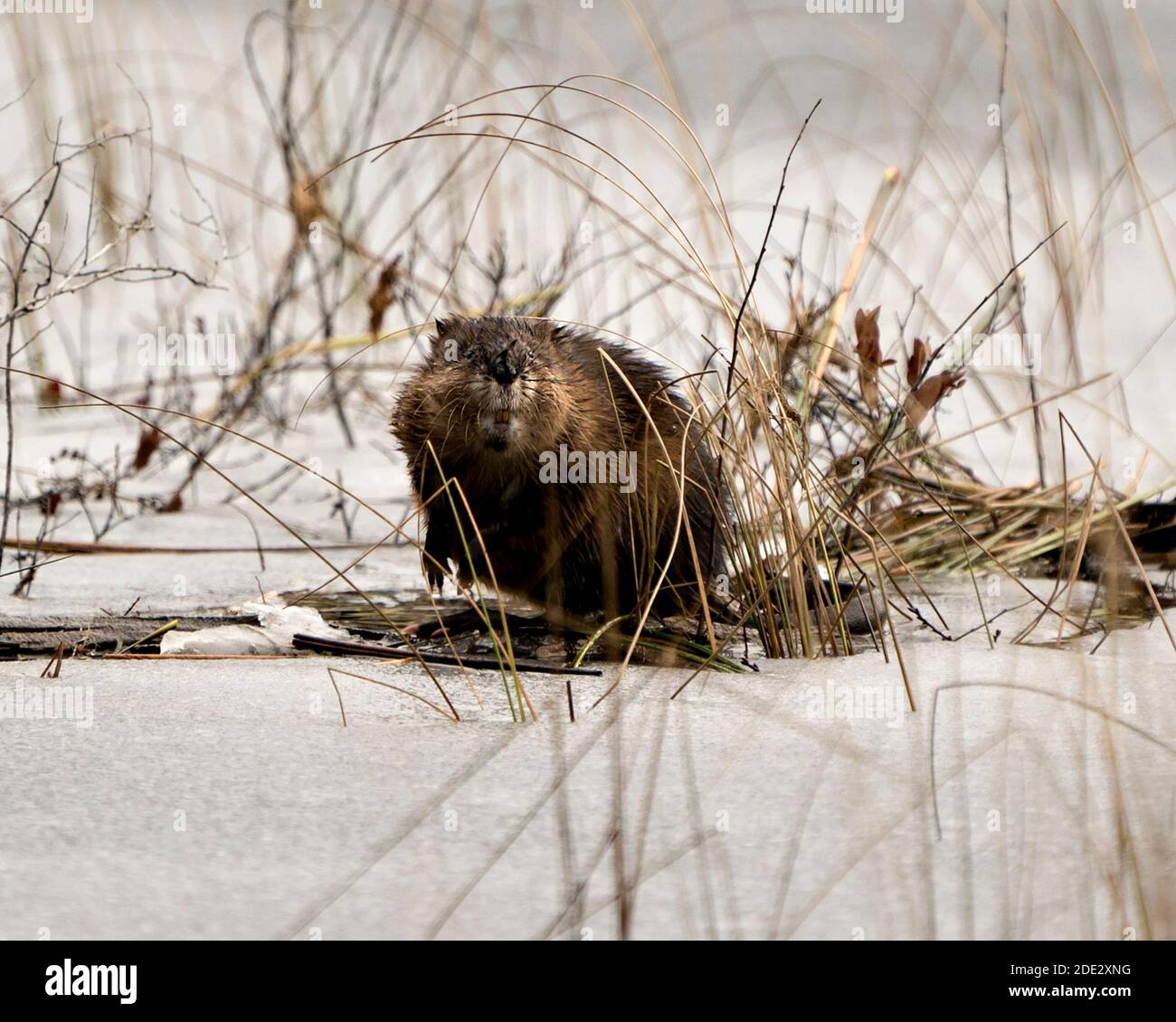 Foto di scorta di Muskrat. Muskrat in acqua mostra la sua pelliccia marrone da un ceppo con neve con un fondo d'acqua sfocato nel suo ambiente e habitat. Foto Stock