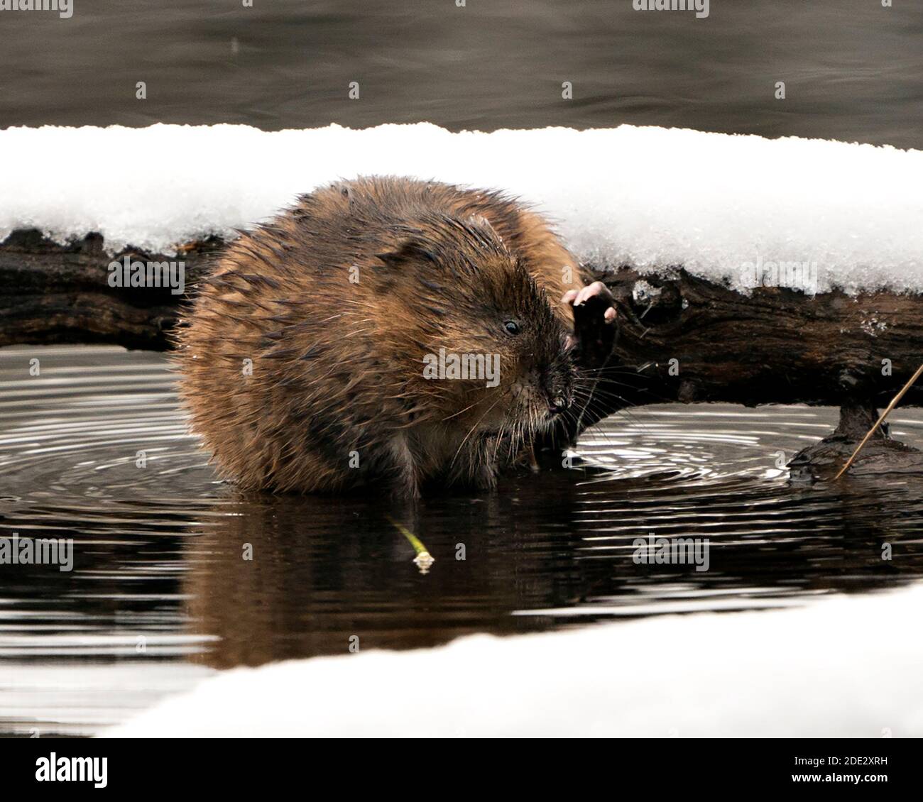 Muskrat in acqua mostra la sua pelliccia marrone da un ceppo con neve con un fondo d'acqua sfocato nel suo ambiente e habitat. Immagine. Immagine. Verticale Foto Stock