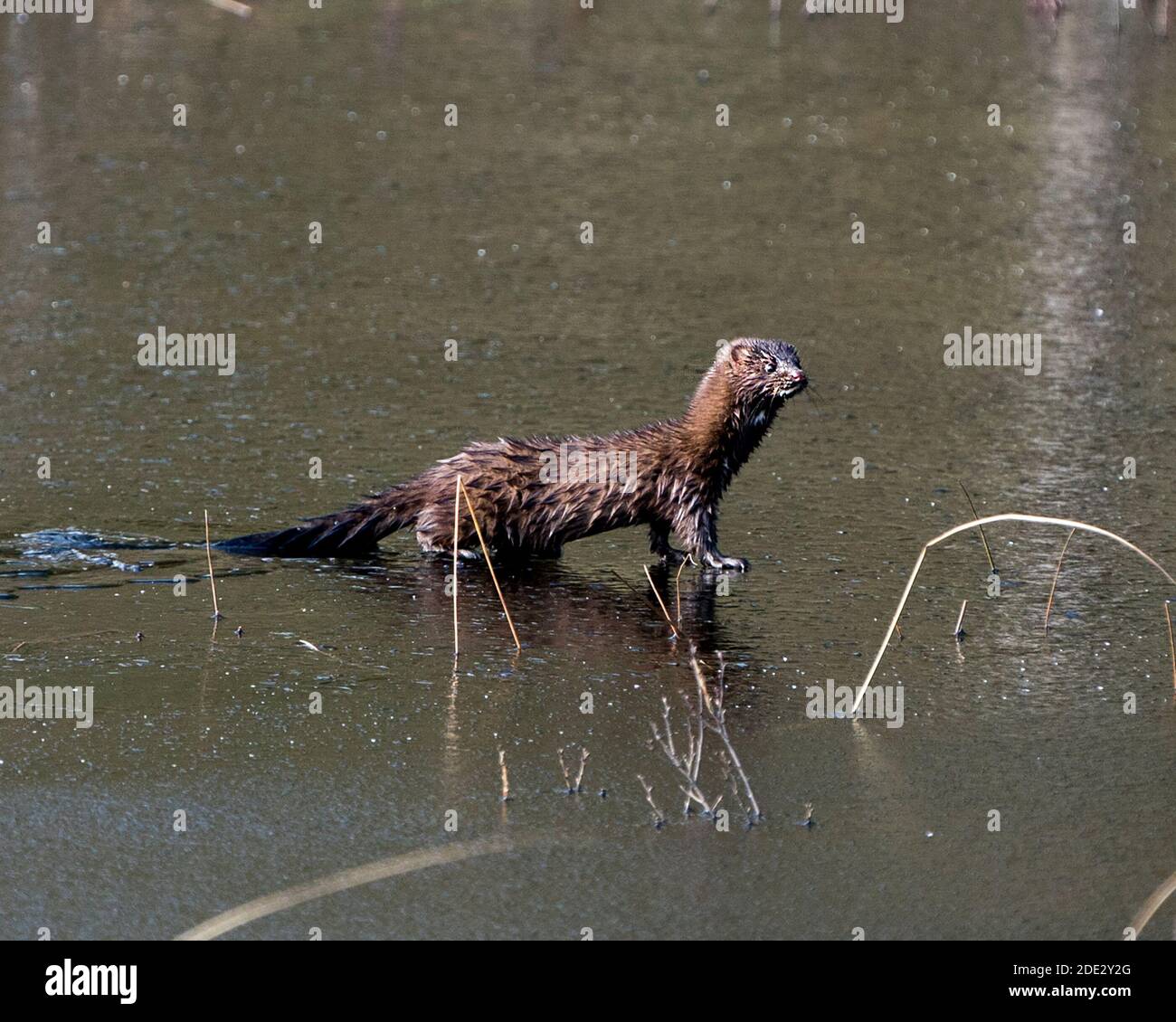 Mink primo piano profilo vista su acqua di ghiaccio sottile con il sole sul viso nel suo ambiente e habitat che mostra la sua pelliccia bruno, zampe, coda. Immagine mink. Foto Stock
