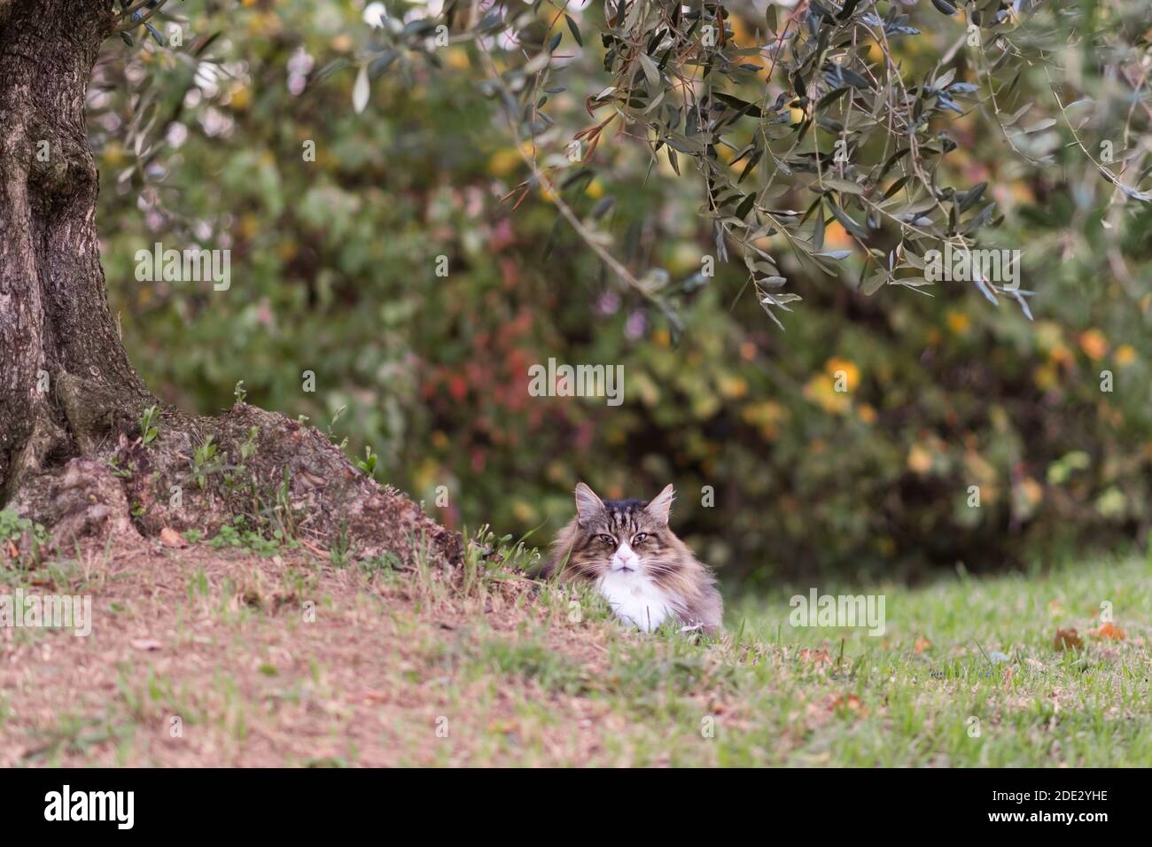 Bella foresta norvegese gatto sdraiato vicino a un ulivo. Tranquillità, colori caldi, vita all'aperto Foto Stock