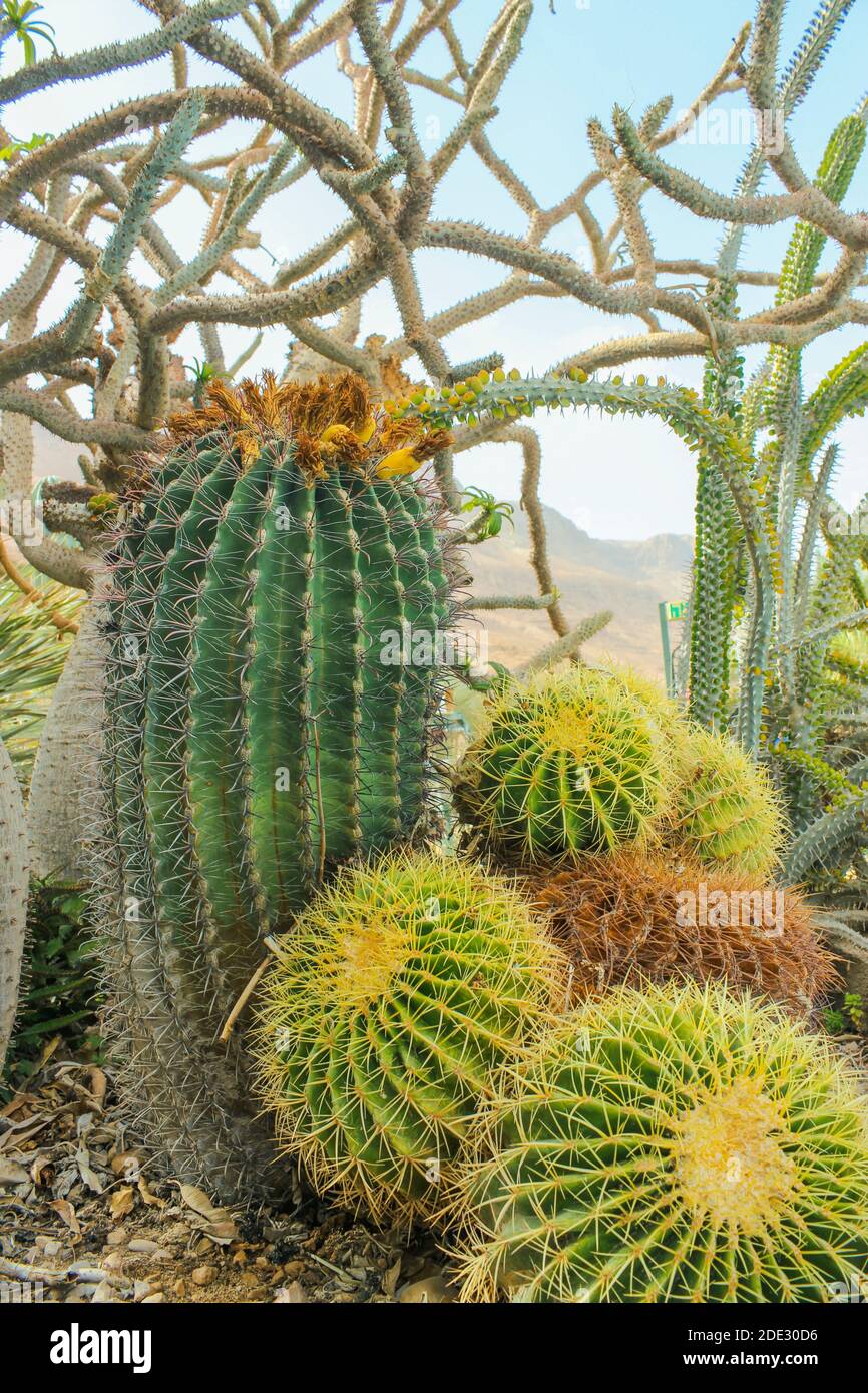 Vari cactus sullo sfondo di un paesaggio desertico Foto Stock