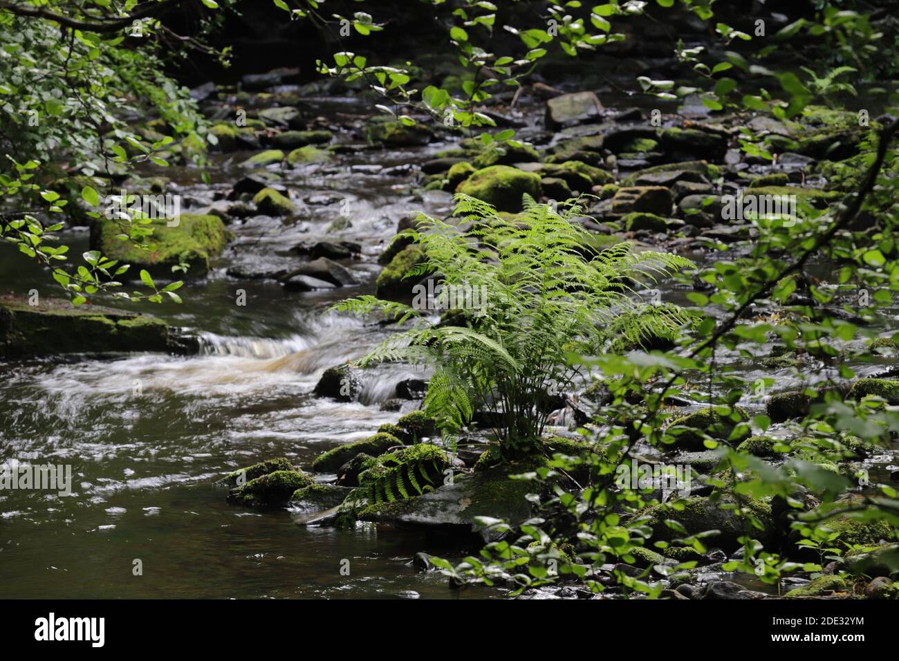 Rivelin Valley Spring Cascate della valle del rivelin immagini e fotografie stock ad alta ...