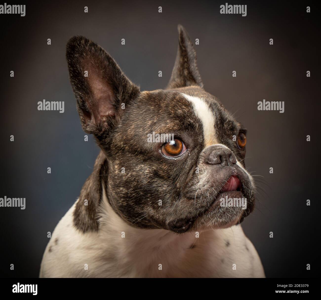 Studio ritratti di un giovane bulldog francese Foto Stock